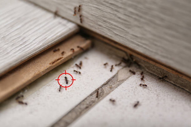 Best Cockroach Control Services  in Wolverine Lake, MI