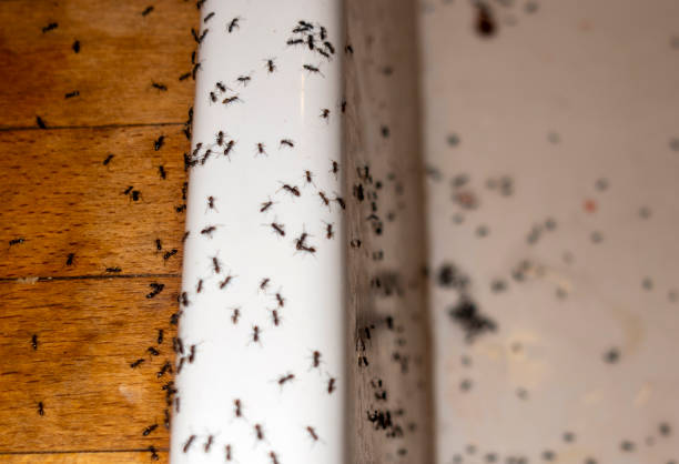 Best Exterminator Services  in Wolverine Lake, MI